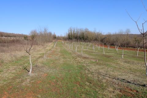 Building plot Velići, Vižinada, 3.006m2
