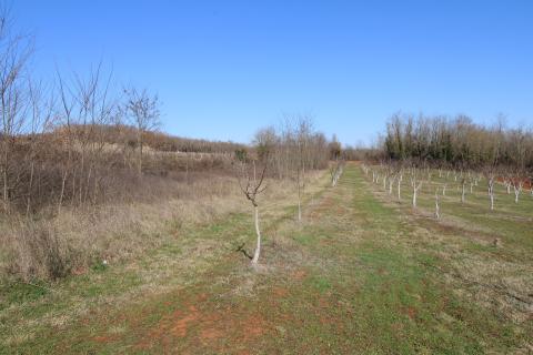 Building plot Velići, Vižinada, 3.006m2
