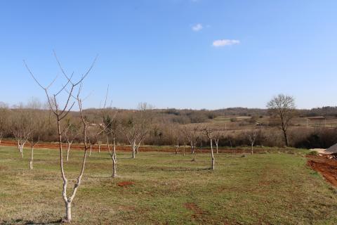 Building plot Velići, Vižinada, 3.006m2