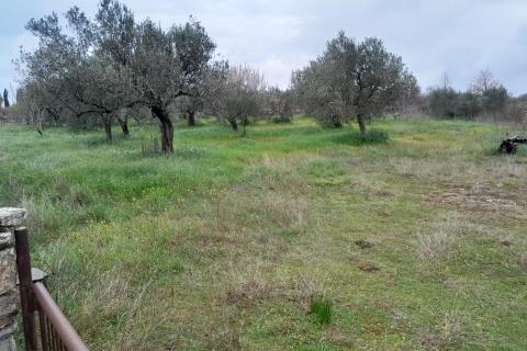 Istra,Vodnjan,maslinik na odličnoj lokaciji