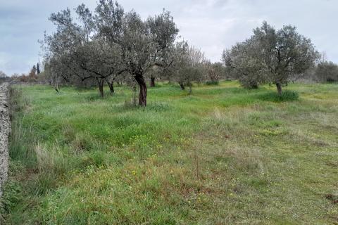 Istra,Vodnjan,maslinik na odličnoj lokaciji