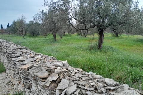 Istra,Vodnjan,maslinik na odličnoj lokaciji
