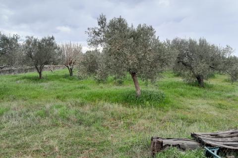 Istra,Vodnjan,maslinik na odličnoj lokaciji