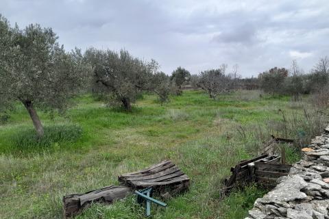 Istra,Vodnjan,maslinik na odličnoj lokaciji