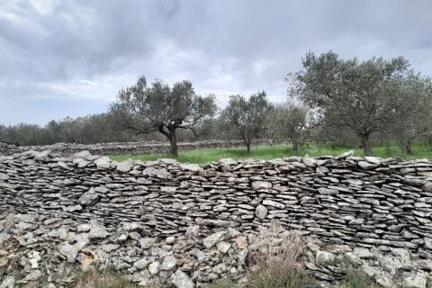 Istra,Vodnjan,maslinik na odličnoj lokaciji