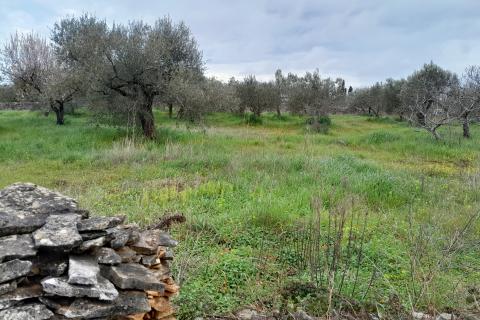 Istra,Vodnjan,maslinik na odličnoj lokaciji
