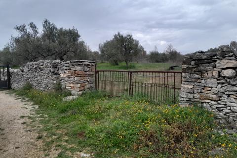 Istra,Vodnjan,maslinik na odličnoj lokaciji