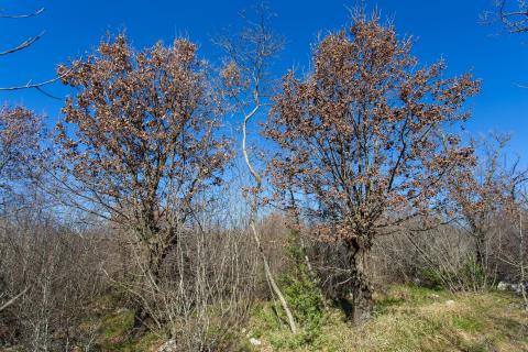 OTOK KRK,VRH-poljoprivredno zemljište -šuma