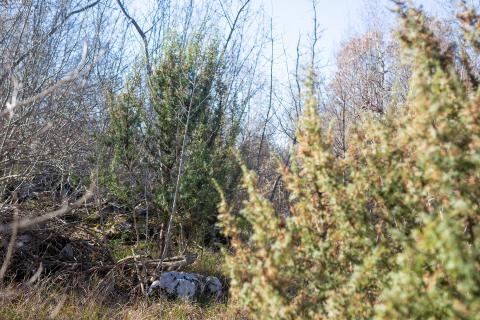 OTOK KRK,VRH-poljoprivredno zemljište -šuma