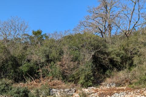 Istra, Rovinj - šuma 7400 m2 