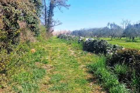 Istra,Lovrečica-Maslinik s mladim maslinama