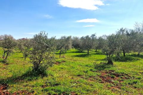 Istra,Lovrečica-Maslinik s mladim maslinama