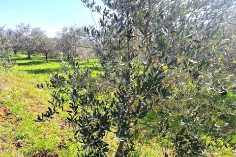 Istra,Lovrečica-Maslinik s mladim maslinama