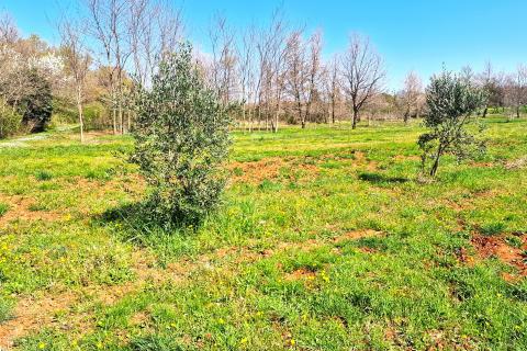 Istra,Lovrečica-Maslinik s mladim maslinama