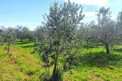 Istra,Lovrečica-Maslinik s mladim maslinama