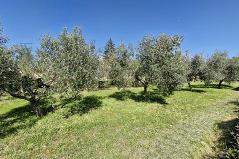 Istra, Peruški- građevinsko zemljište 493 m² s projektom kuće