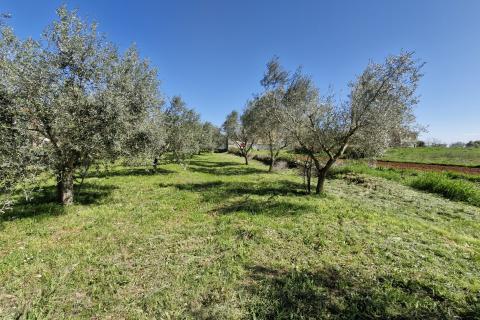 Istra, Peruški- građevinsko zemljište 493 m² s projektom kuće