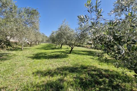 Istra, Peruški- građevinsko zemljište 493 m² s projektom kuće