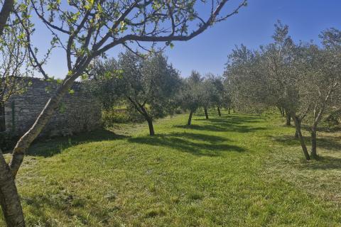 Istra, Peruški- građevinsko zemljište 493 m² s projektom kuće