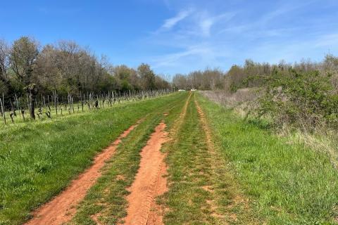 Istra, Umag, Lovrečica - poljoprivredno zemljište 3795 m2