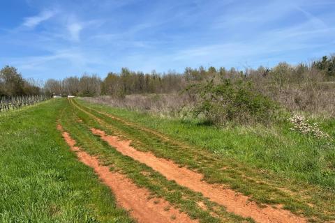 Istra, Umag, Lovrečica - poljoprivredno zemljište 3795 m2