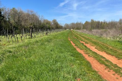 Istra, Umag, Lovrečica - poljoprivredno zemljište 3795 m2