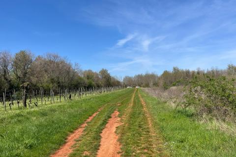 Istra, Umag, Lovrečica - poljoprivredno zemljište 3795 m2