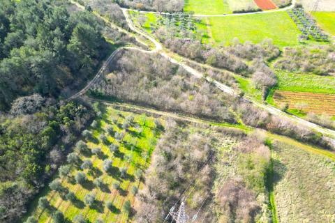 Istra,Rovinj-9km,predivan maslinik