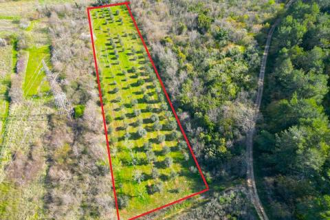 Istra,Rovinj-9km,predivan maslinik