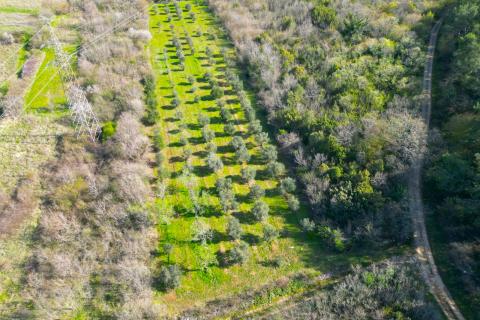 Istra,Rovinj-9km,predivan maslinik