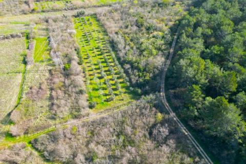 Istra,Rovinj-9km,predivan maslinik