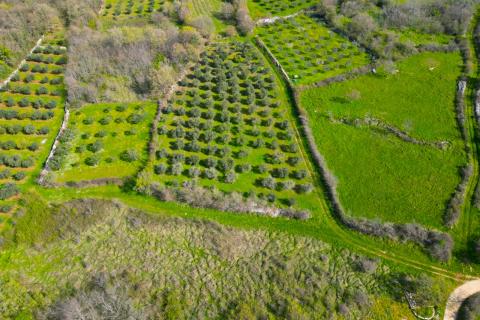 Istra,Rovinj-9km,maslinik u punom rodu-4000m2