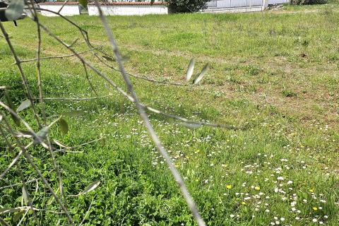 Istra, Umag okolica- građevinsko zemljište blizu mora