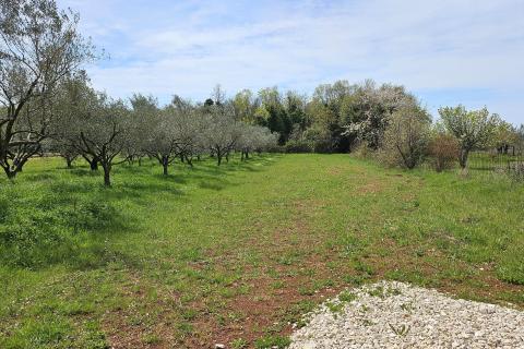 Istra, Umag okolica, negrađevinsko zemljište blizu mora
