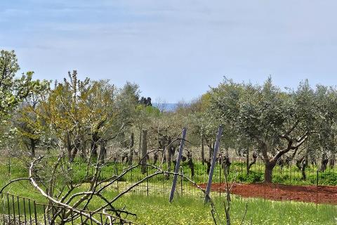 Istra, Umag okolica, negrađevinsko zemljište blizu mora