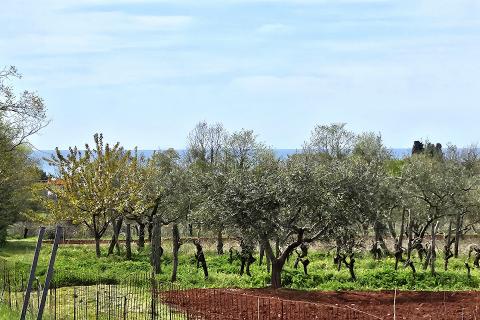 Istra, Umag okolica, negrađevinsko zemljište blizu mora