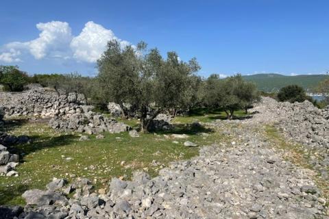 Krk,grad Krk,maslinik na prekrasnoj lokaciji,pogled na more