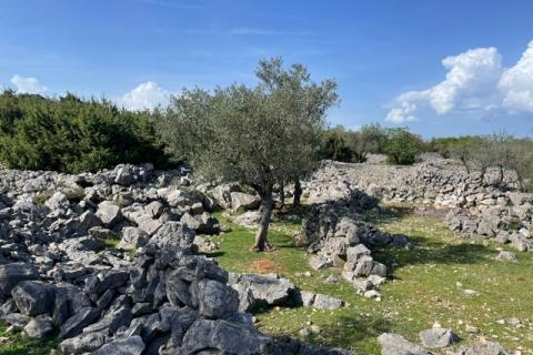 Krk,grad Krk,maslinik na prekrasnoj lokaciji,pogled na more