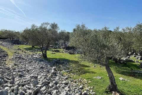 Krk,grad Krk,maslinik na prekrasnoj lokaciji,pogled na more