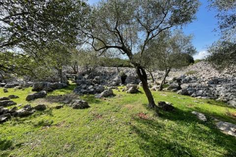 Krk,grad Krk,maslinik na prekrasnoj lokaciji,pogled na more