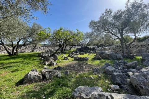 Krk,grad Krk,maslinik na prekrasnoj lokaciji,pogled na more