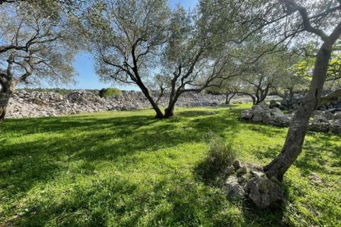 Krk,grad Krk,maslinik na prekrasnoj lokaciji,pogled na more