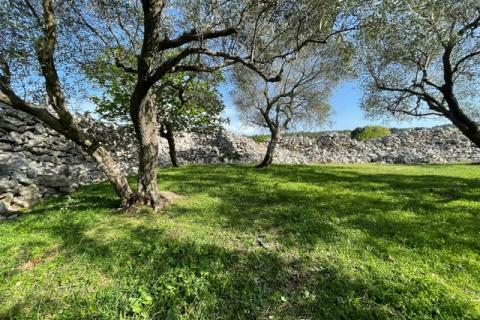 Krk,grad Krk,maslinik na prekrasnoj lokaciji,pogled na more