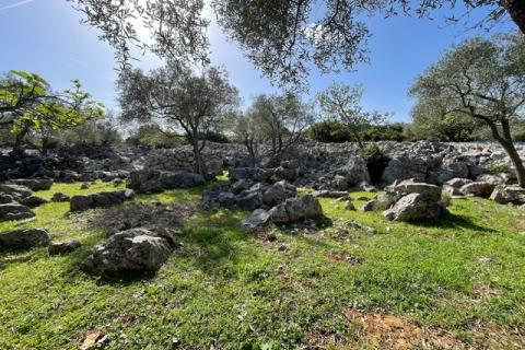 Krk,grad Krk,maslinik na prekrasnoj lokaciji,pogled na more