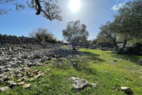 Krk,grad Krk,maslinik na prekrasnoj lokaciji,pogled na more