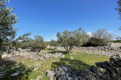 Krk,grad Krk,maslinik na prekrasnoj lokaciji,pogled na more