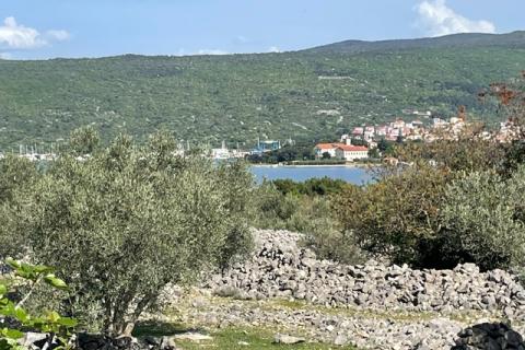 Krk,grad Krk,maslinik na prekrasnoj lokaciji,pogled na more