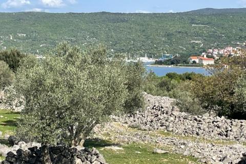 Krk,grad Krk,maslinik na prekrasnoj lokaciji,pogled na more