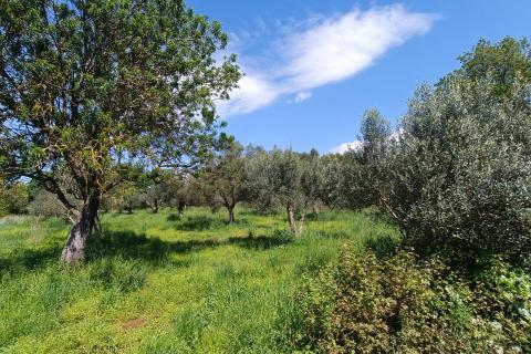 Nicht-strukturelle Land Sošići, Kanfanar, 1.365m2