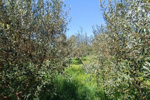 Nicht-strukturelle Land Sošići, Kanfanar, 1.365m2